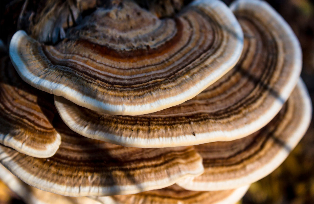 CORIOLUS | WALNUT WOOD & STERLING SILVER